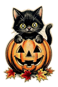 Black Kitten with Pumpkin